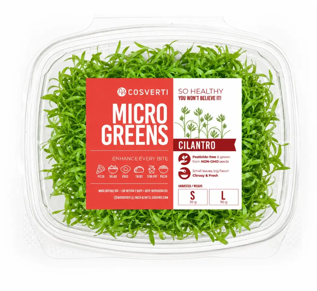 Microgreens de cilantro